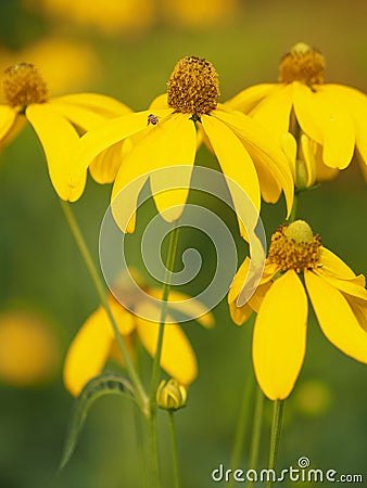 Yellow flower beautiful blakground nature Stock Photo