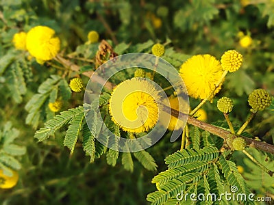 Yellow flower beautiful looks Stock Photo