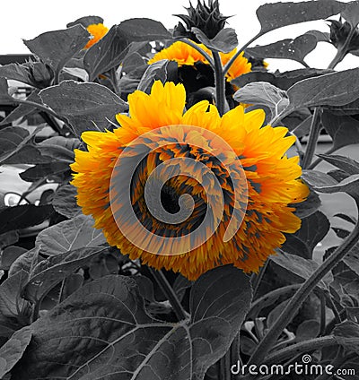 Blooming Sunflower With Metaphoric Black Leaves Stock Photo