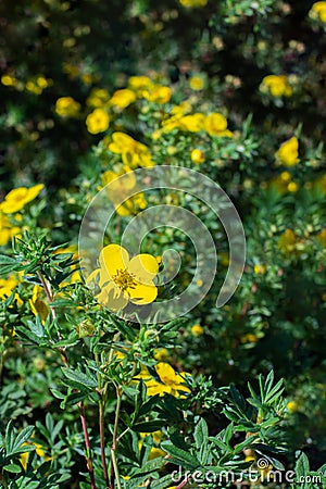 Yellow flower bloodroot cinquefoil blossom close-up, natural cinquefoil flower vertical photography Stock Photo