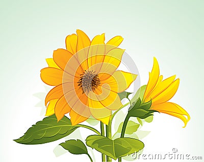 Yellow flower in bloom Vector Illustration