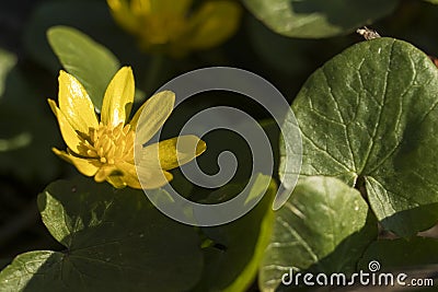 Yellow flower blooming - Caltha palustris, Kingcup, Marsh Marigold. Early spring blossom. Small golden flowers, perennial Stock Photo