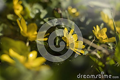 Yellow flower blooming - Caltha palustris, Kingcup, Marsh Marigold. Early spring blossom. Small golden flowers, perennial Stock Photo