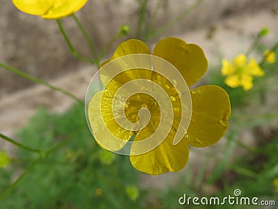 Yellow flower blossom close up photo. Spring colors. Stock Photo