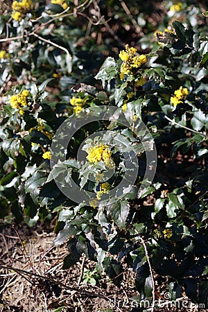 Yellow flower blossoming macro background high quality berberis aquifolium family berberidaceae Stock Photo