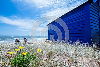 Yellow flower and blue cottage on the beach Editorial Stock Photo