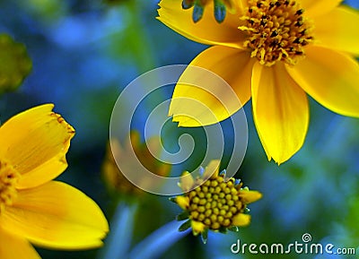 Yellow flower on blue skys Stock Photo