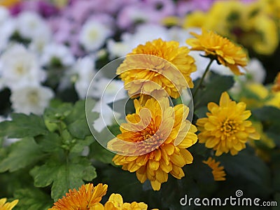 yellow flower blur background image, blur background no people Stock Photo