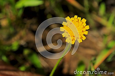 Yellow flower of Bristly oxtongue, Helminthotheca echioides Stock Photo