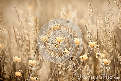 Yellow flower buttercup, beautiful flowering meadow flowers Stock Photo