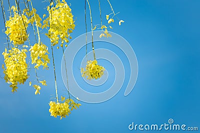 Yellow flower cassia tree with blue sky for copy sapce. Stock Photo