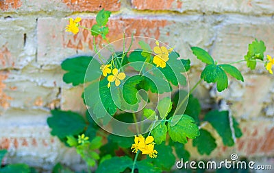 Yellow flower of celandine plant near brick wall. Medicinal herb with bactericidal and fungicidal action Stock Photo