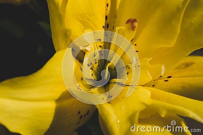 Yellow flower close up. floral background macro Stock Photo