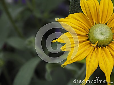 Yellow Flower Closeup Stock Photo