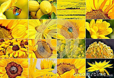 Yellow flower collage Stock Photo