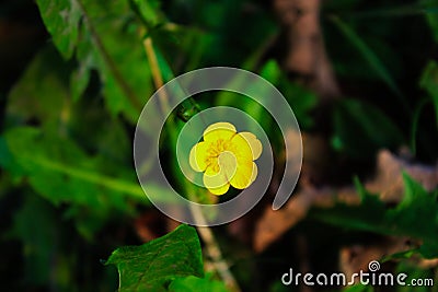 Yellow flower, Corn Buttercup in grass Stock Photo