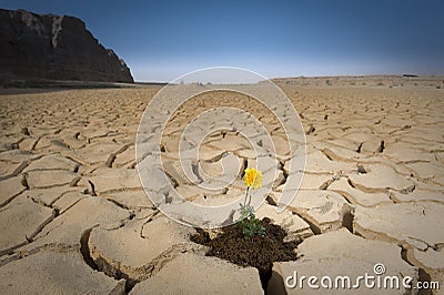 Yellow flower cracked soil Stock Photo