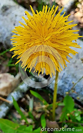 yellow flower dandelion in the forest in spring Stock Photo