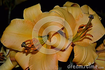 Yellow flower, A daylily is a flowering plant in the genus Hemerocallis Stock Photo
