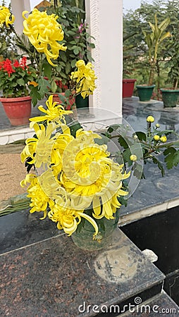 Yellow flower in different colours in rajnagar madhubani bihar india Stock Photo