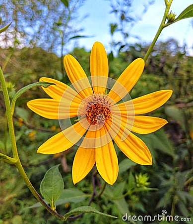 Yellow flower in early autumn with natural background. Helianthus tuberous. Stock Photo