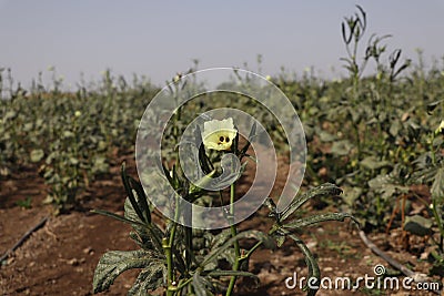 Yellow flower farm Stock Photo