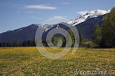 Yellow Flower Farm Snow Mountains Montana Stock Photo