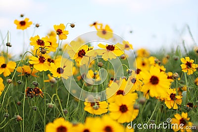 Yellow flower Stock Photo