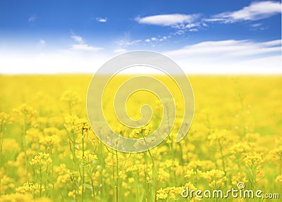 Yellow flower in field and blue sky background Stock Photo