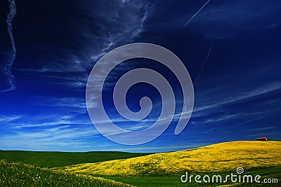 Yellow flower field with clear dark blue sky, Tuscany, Italy Stock Photo
