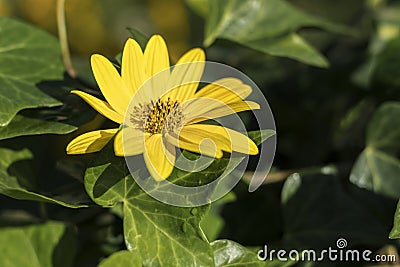 Yellow flower. Flowers and gardens. Stock Photo