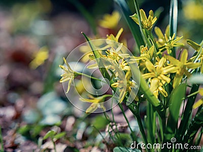 Yellow flower Gagea in the forest. beautiful spring forest flower. spring season. yellow flower goose bow on spring Stock Photo