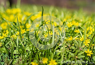 Yellow flower Gagea in the forest. beautiful spring forest flower. spring season. yellow flower goose bow on spring Stock Photo