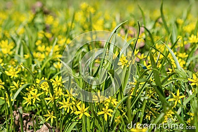 Yellow flower Gagea in the forest. beautiful spring forest flower. spring season. yellow flower goose bow on spring Stock Photo