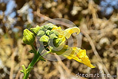 Yellow flower garden vegetable floral food farm leaf blossom Stock Photo