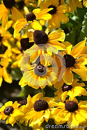 Yellow Flower in Garden botanical garden in Cologne Stock Photo