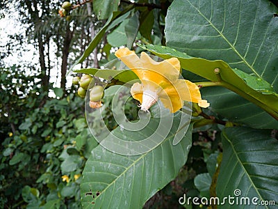 Yellow flower among Giant Highland breadfruit tree leaves, a fig tree from Papua New Guinea Ficus dammaropsis or Kapiak Stock Photo