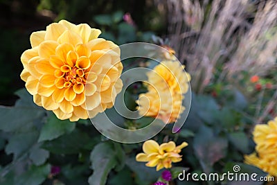 Yellow flower with green background Stock Photo