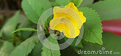 Yellow flower with green leaf Stock Photo