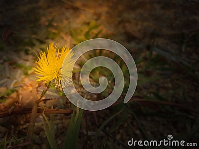 Yellow flower and green leaves on sunlight Stock Photo