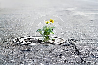 Yellow flower growing in broken metal pipe on street Stock Photo