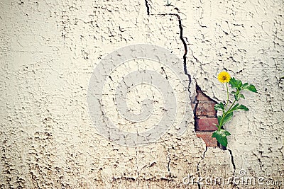 Yellow flower growing on crack grunge wall Stock Photo