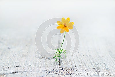 Yellow flower growing on crack street, soft focus Stock Photo