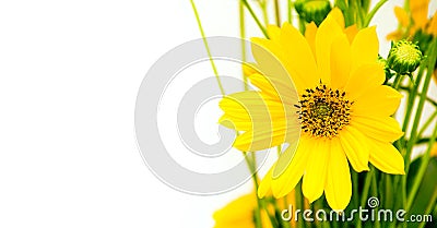 Yellow flower heliopsis. Pollen on flower petals. Bright juicy colors. Greeting card with free space for text. Stock Photo