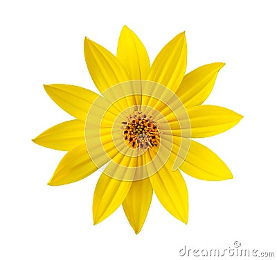 Yellow flower isolated Stock Photo