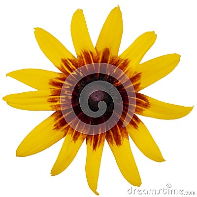 Yellow flower isolated clsoe-up large petals top view Stock Photo