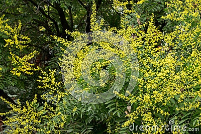 Yellow flower of Koelreuteria paniculata Stock Photo