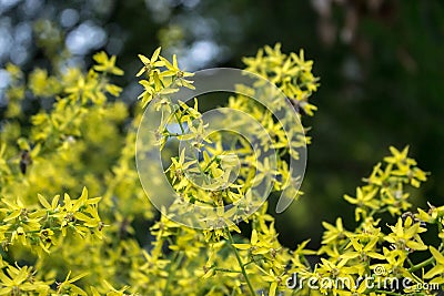 Yellow flower of Koelreuteria paniculata Stock Photo