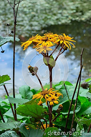 Yellow flower of Ligularia dentata Desdemona by the blossom on the shore of the pond Stock Photo