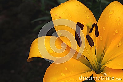 A yellow flower of lilly with raindrops and dews on the petals Stock Photo